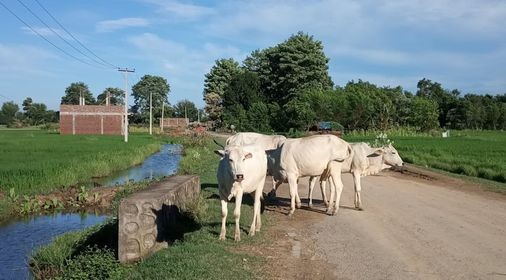 छाडा गाईवस्तु र भुस्याहा कुकुर नियन्त्रण आवश्यक