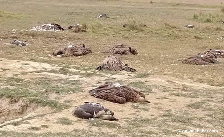 नवलपरासीको रामग्राममा लोपोन्मुख ६८ गिद्ध मृत फेला