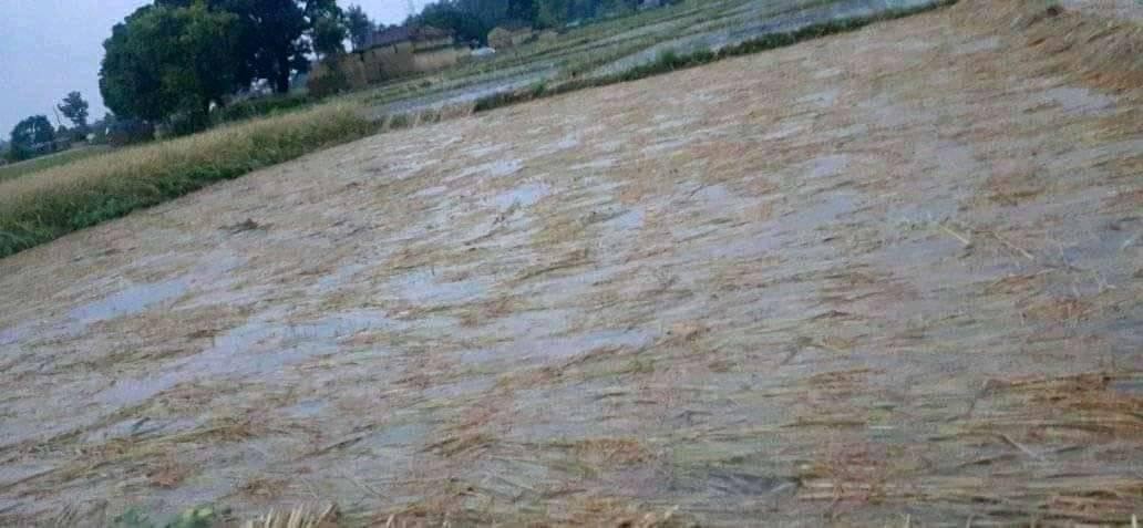 बेमौसमी बर्षा : गैडहवामा खेती गरिएको मध्ये ४०% धानबालीमा क्षती