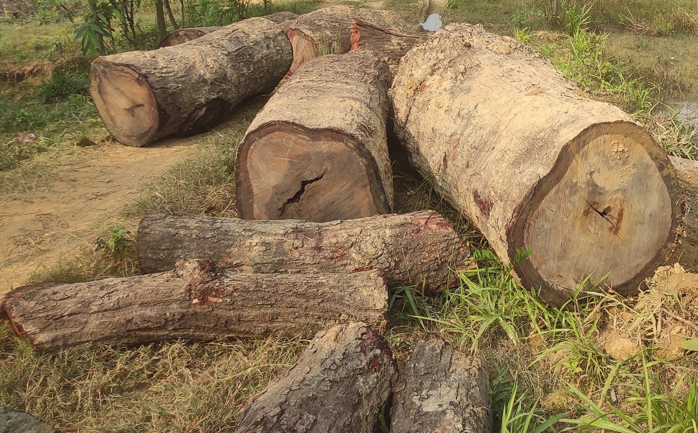 सालझण्डीबाट ३ लाख बराबरको अबैध सालको काठ बरामद