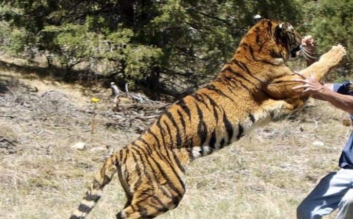 बाँकेमा बाघको आक्रमणबाट एक महिलाको मृत्यु