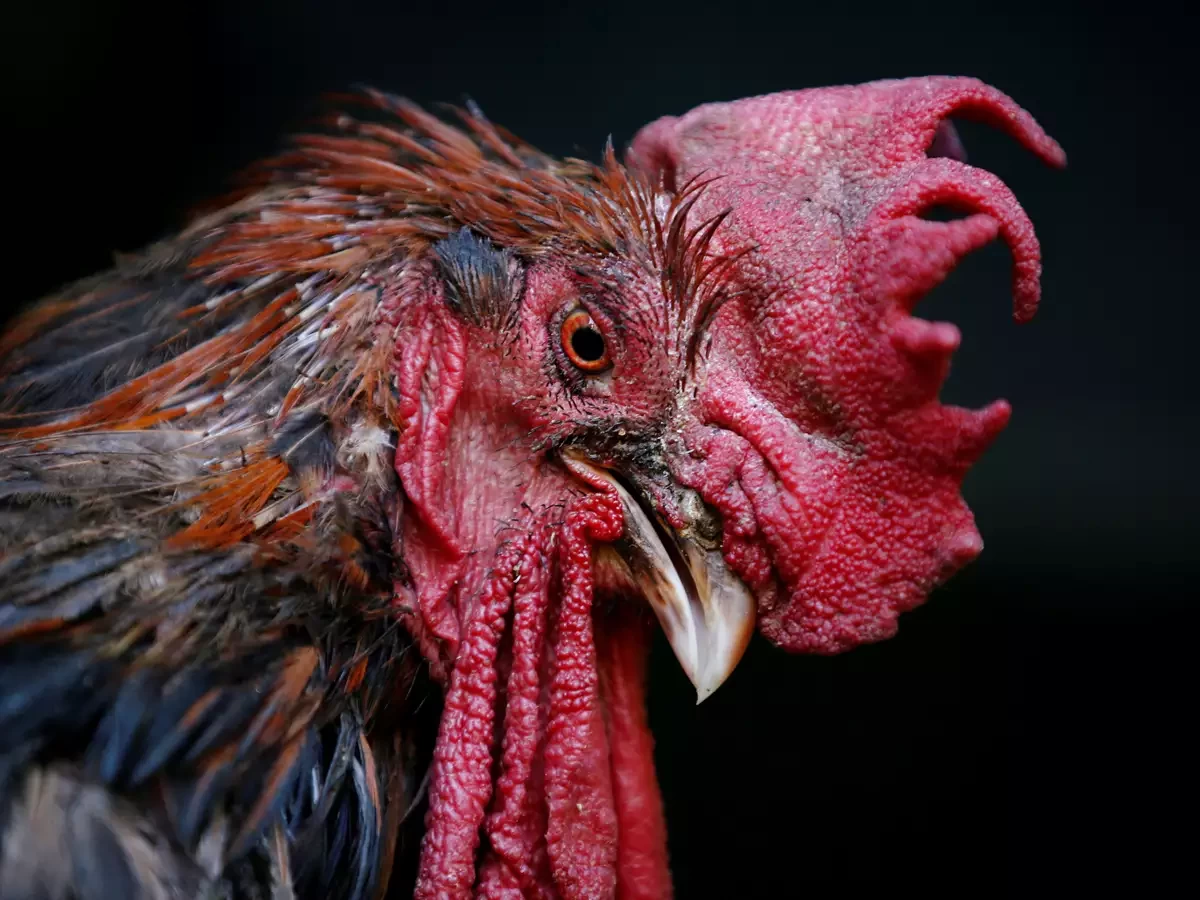 चितवनका आठ ठाउँमा एकै पटक देखियो बर्डफ्लू