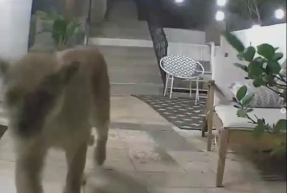 लस एन्जलसमा एक व्यक्तिको घरको ढोकामै सिंह देखिएपछि....