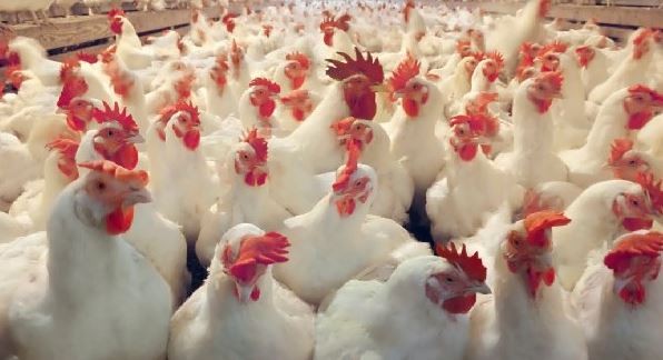 वीरेन्द्रनगर ‘बर्डफ्लु’ संक्रमित क्षेत्र घोषणा