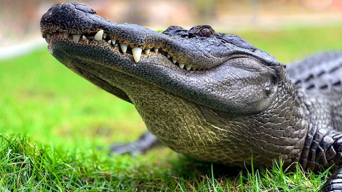 गोहीको पेटमा कति बेरसम्म जिउँदो रहन्छ शिकार ?