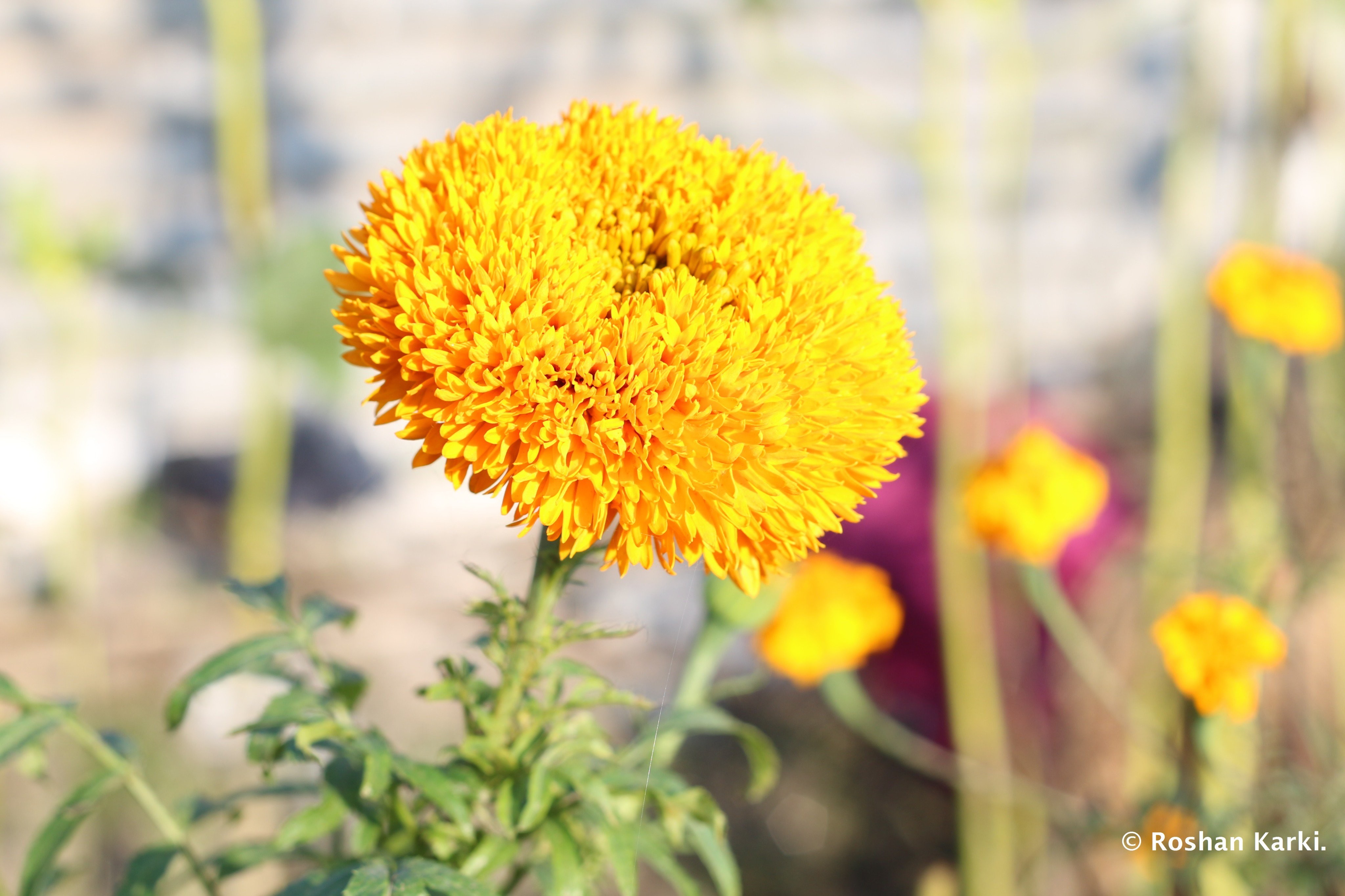 तिहारमा भारतबाट आयात हुने सयपत्री फूलमा पनि प्रतिबन्ध