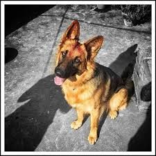 अर्घाखाँचीमा छाडा कुकुरको बन्ध्याकरण अभियान सुरु