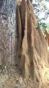 धमिरा हुन् संसारकै उत्कृष्ट अभिभावक : अनुसन्धानमा खुलासा