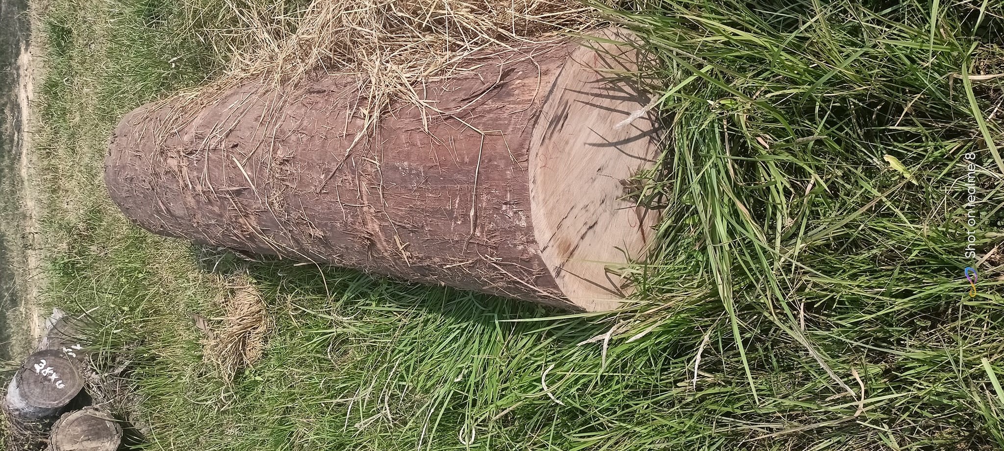 कञ्चनमा फेरी सालको गोलिया लुकाई छिपाई राखेको अवस्थामा प्रहरीद्वारा बरामद