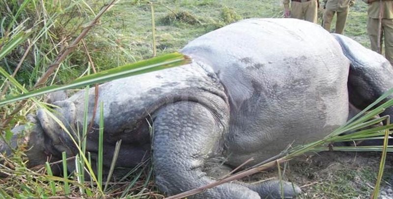 चितवन राष्ट्रिय निकुञ्जमा दुई दिनमा दुईवटा गैँडा मृत फेला