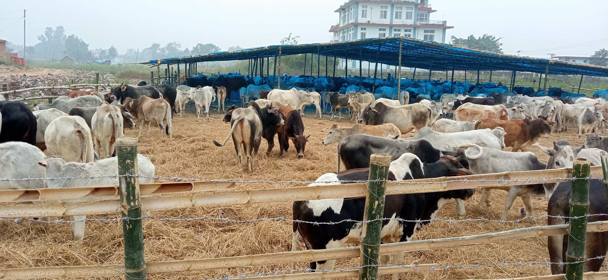 कपिलवस्तुमा छाडा चौपायाको व्यवस्थापनको काम सुरु