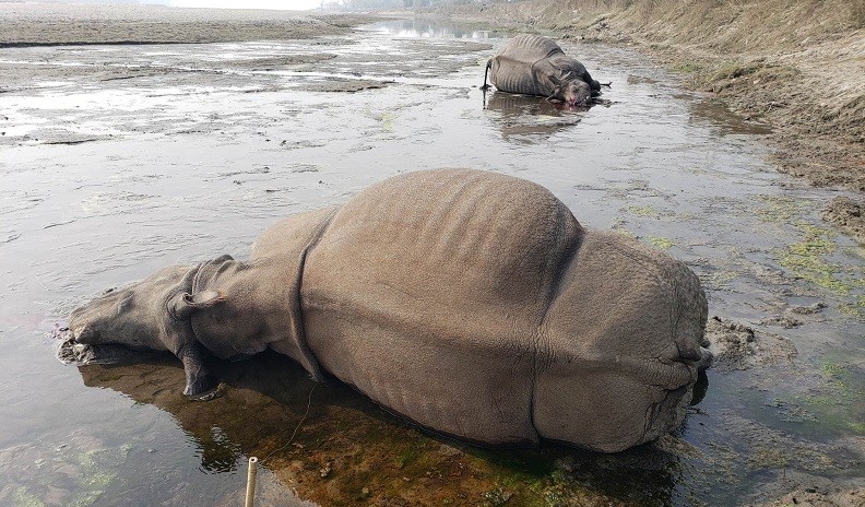 चितवन राष्ट्रिय निकुञ्ज क्षेत्रमा दुई वटा गैँडा मृत फेला
