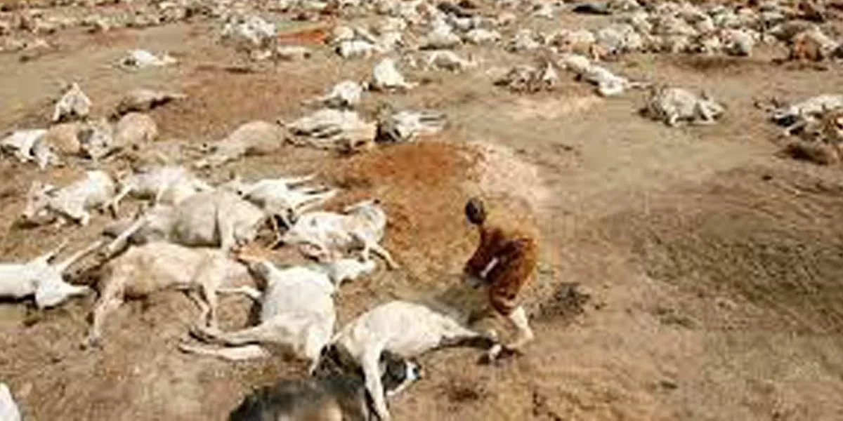 खडेरीका कारण केन्यामा २६ लाख १० हजार पशु चौपायाको मृत्यु
