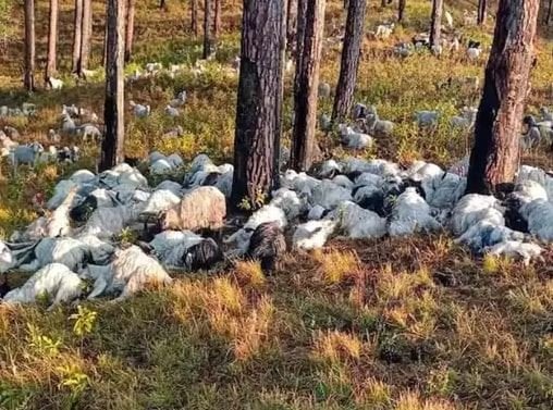 उत्तराखण्डमा चट्याङमा परेर ३५० भेडा बाख्राको मृत्यु