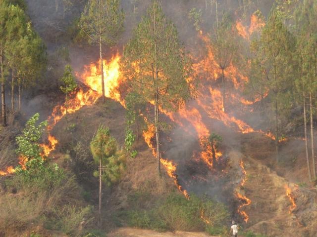 देशका ६०२ ठाउँको जङ्गलमा डढेलो, बस्तीमा पुग्ने जोखिम