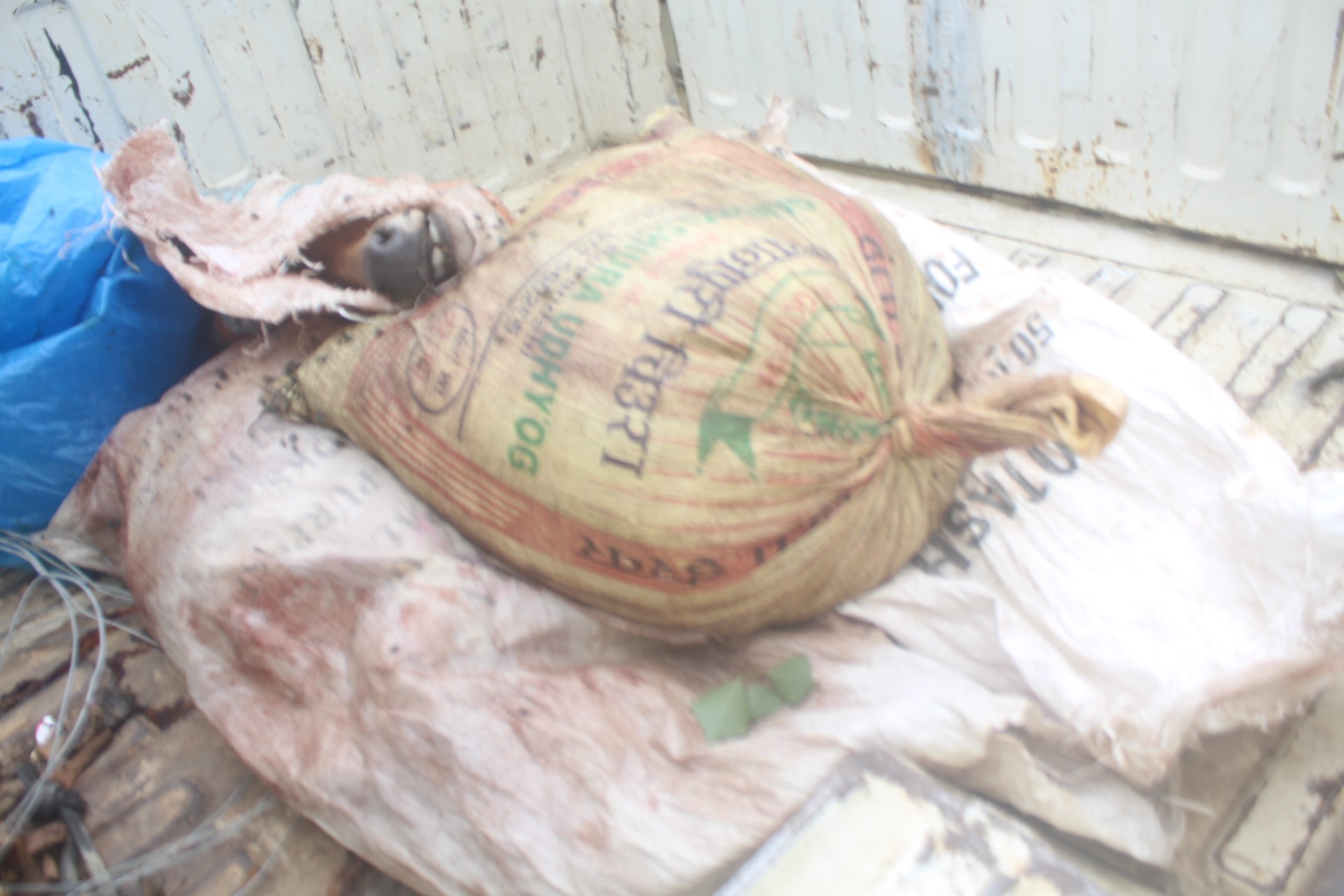 कञ्चनमा निलगाई मार्ने एक पुरुष २ थान मोटर साइकल सहित पक्राउ