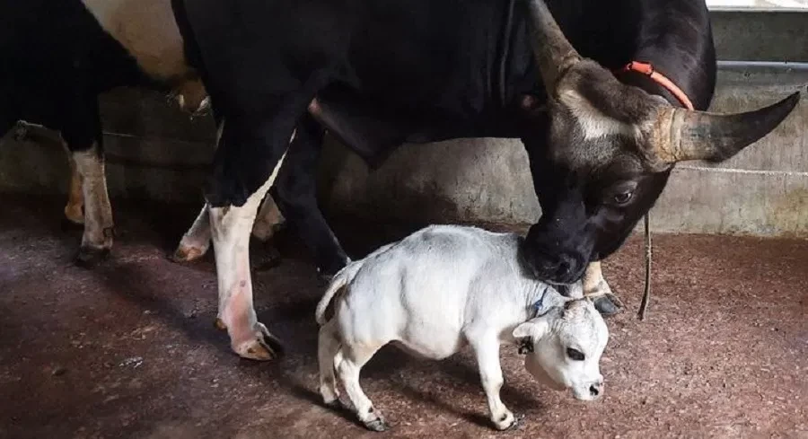 बंगलादेशको एउटा गाई, जो भयो रातारात हिट!