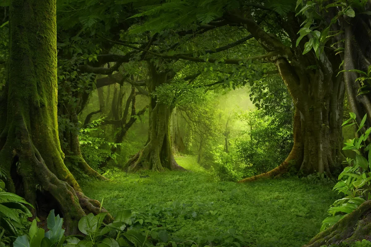 एक सय देशका नेताहरुबीच वन फडानी नियन्त्रण गर्ने सहमति