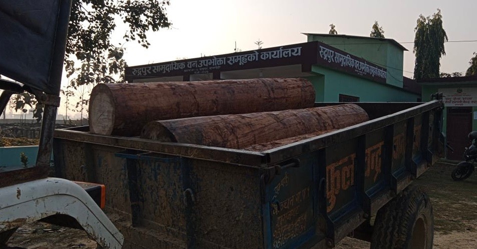 कञ्चनमा फेरी ५० क्युफिट भन्दा बढी अबैध सालको काठ बरामद