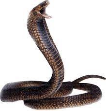 घरमा १ सय २४ बिषालु सर्प पाल्दाको नतिजा!