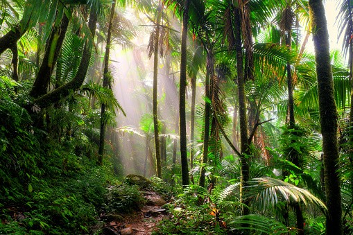 समुद्रभित्र भेटियो विशाल जंगल, अमेजनको भन्दा ठूलो क्षेत्रफल !