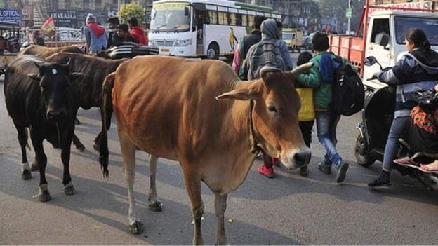 सडकमा गाई छोडेको आरोपमा एक व्यक्तिलाई ६ महिनाको जेल सजाय