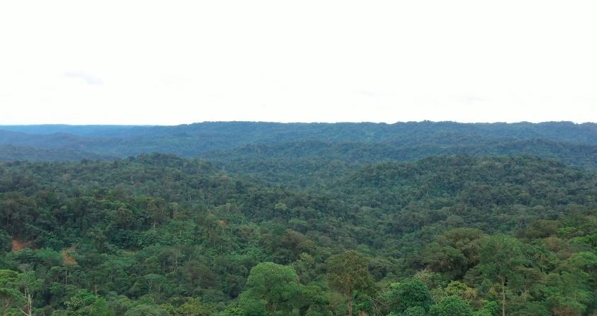 ब्राजिलको अमेजन वन फँडानी दर एक वर्षमा झण्डै १२ प्रतिशतले घट्यो