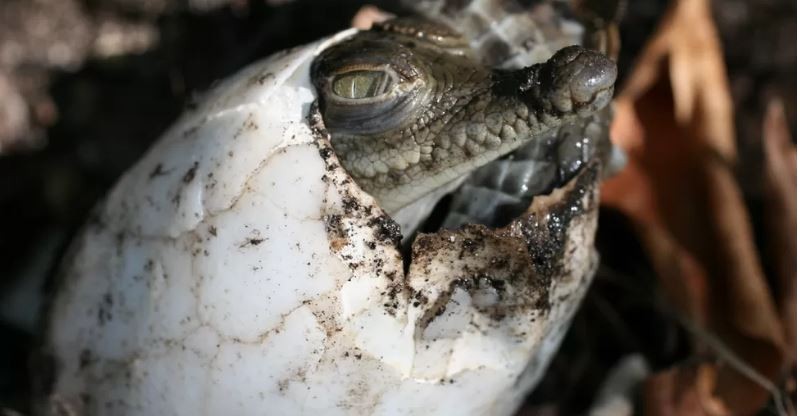 कोस्टारिकाको एउटा चिडियाखानामा संसर्ग नै नगरि गोही आफैँ गर्भवती भएको पुष्टि