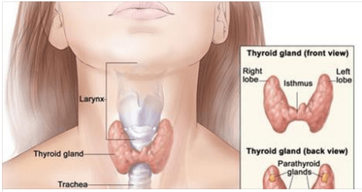 महिलालाई बढी हुने थाइरोइड क्यान्सरको रोकथाम कसरी गर्ने ?