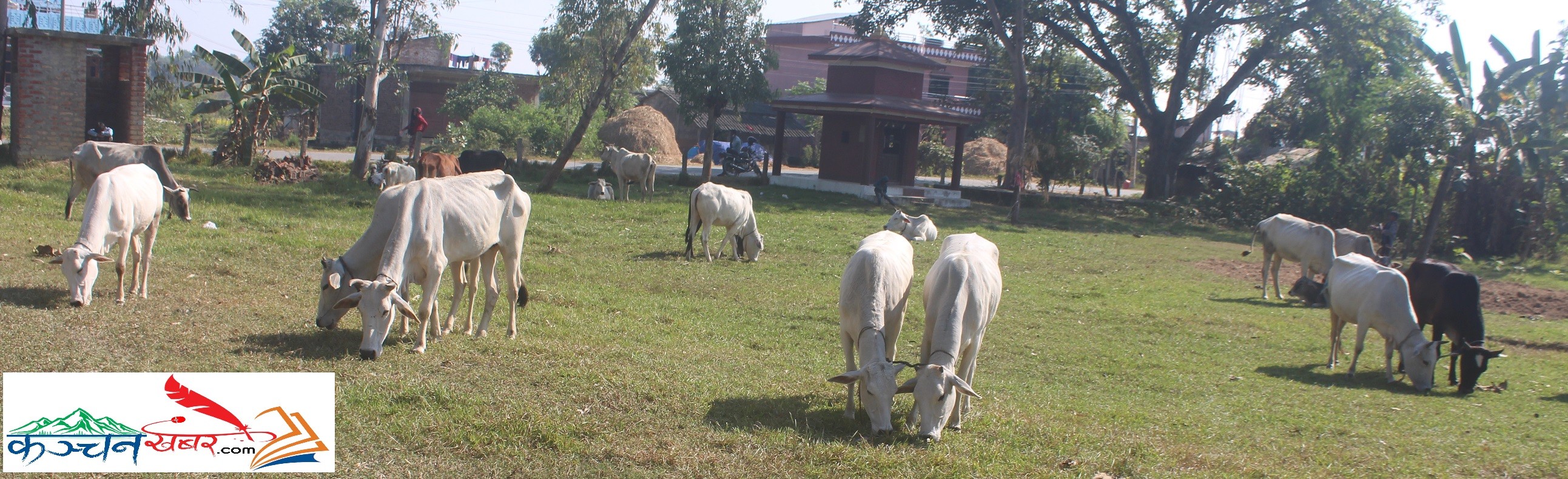 कञ्चनमा बालकहरु प्रयोगगरी अबैध रुपमा भारततर्फ २३ वटा गाईगोरु लैजादै गर्ने ६ जना पक्राउ