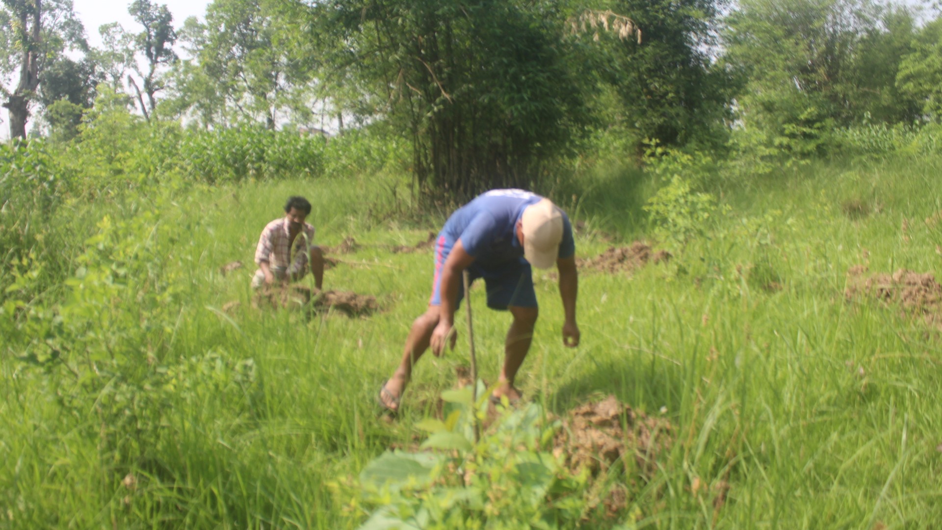 विश्व वातावरण दिवसको सन्दर्भमा कञ्चनमा बांस रोपण