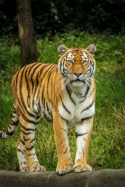 भारतमा बाघको सङ्ख्या तीन हजारभन्दा बढी