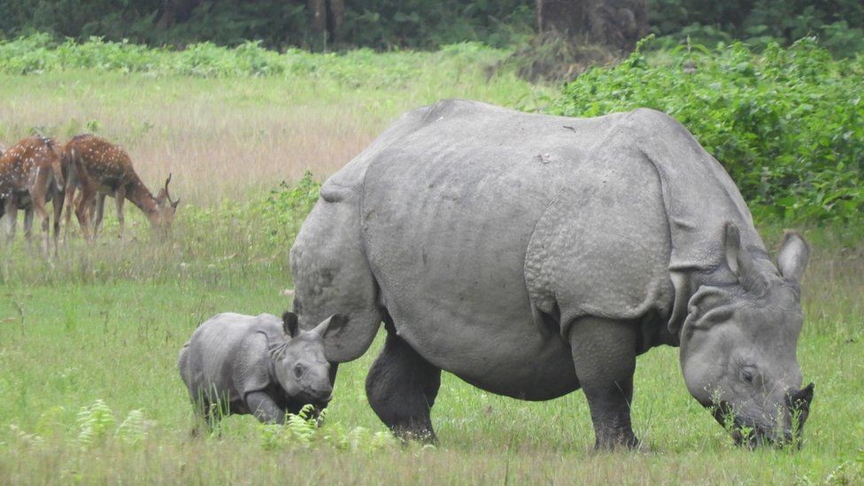 एक वर्षमा चितवन राष्ट्रिय निकुञ्जमा १९ गैँडाको मृत्यु