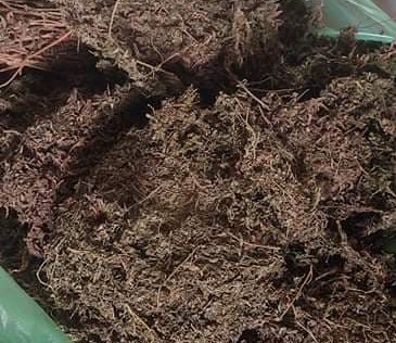 सैनामैनामा अबैध लागुऔषध गाँजासहित एक महिला पक्राउ