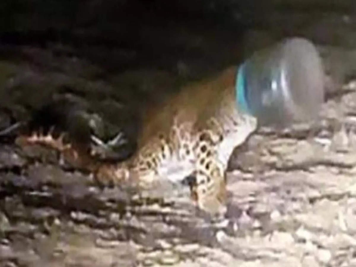 टाउकोमा प्लास्टिकको जार अड्किएको डमरुको उद्धार