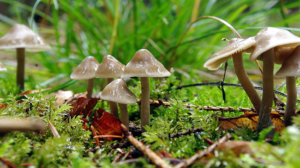 वैज्ञानिकको दाबी : च्याउले गर्छन् एक अर्कासँग कुराकानी