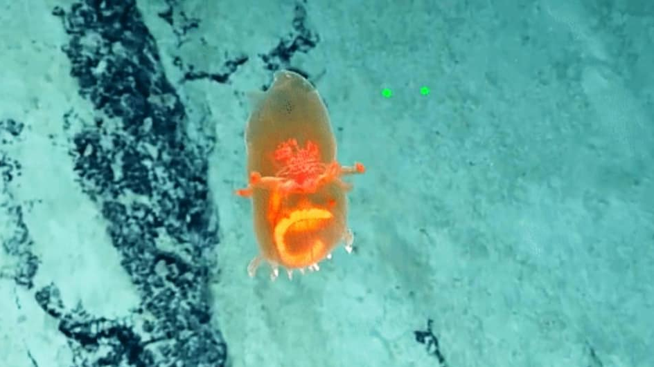 गहिरो समुद्रमा भेटियो एलियनको सपिङ ब्याग !