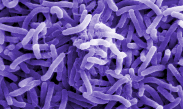 हैजा संक्रमितको संख्या २३ पुग्यो