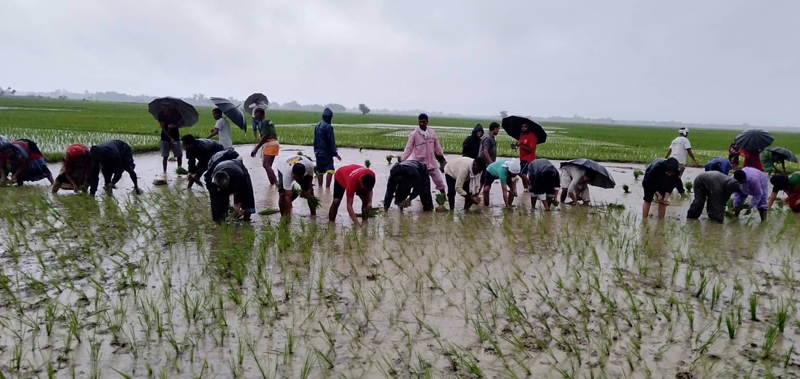 सरावलमा १९ औं राष्ट्रिय धान दिवस तथा रोपाइ महोत्सव