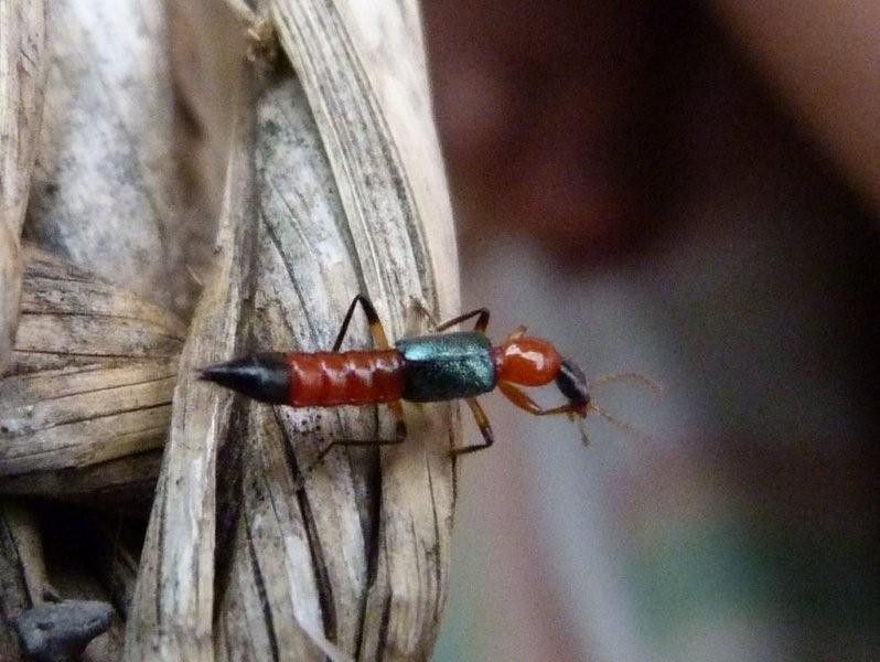 नाइरोबी फ्लाइ किराबाट डराउनुपर्ने अवस्था नरहेको डाक्टरको भनाई