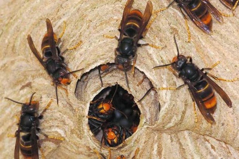 अर्घाखाँचीमा अरिङ्गालको टोकाइबाट एक जनाको मृत्यु