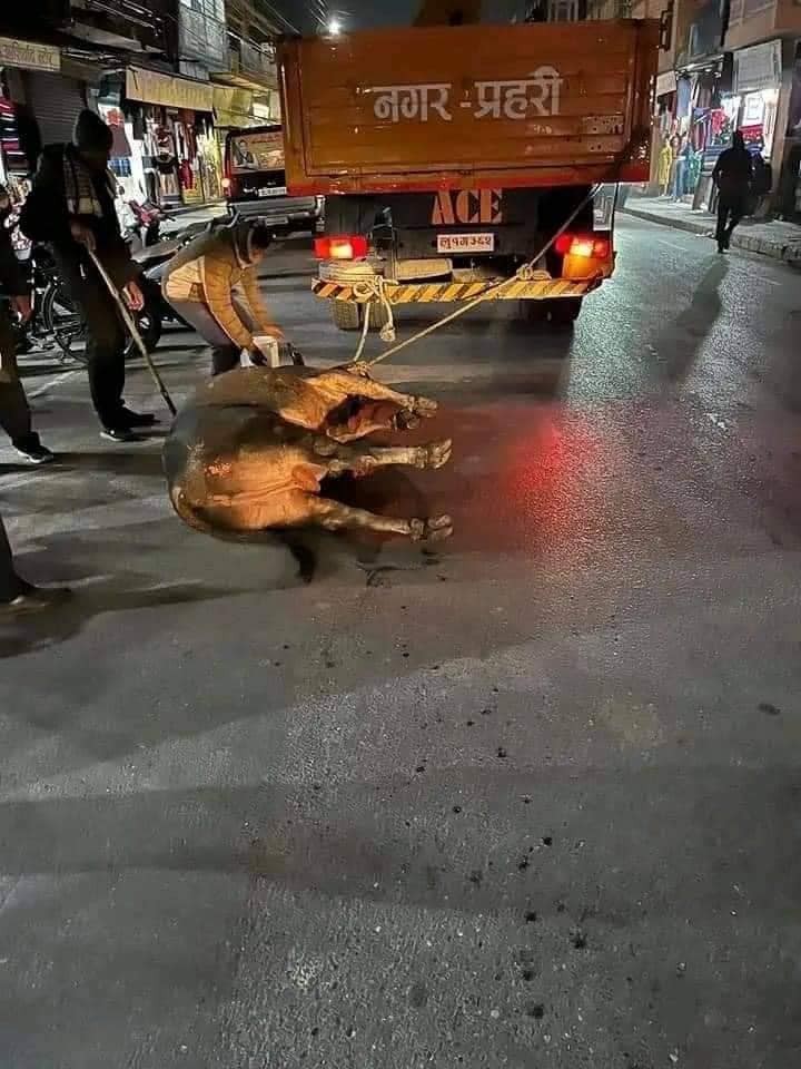 छाडा चौपाया व्यबस्थापनमा तारिफ कमाएको सिद्धार्थनगरले उसकै कार्यशैलीका कारण आलोचित