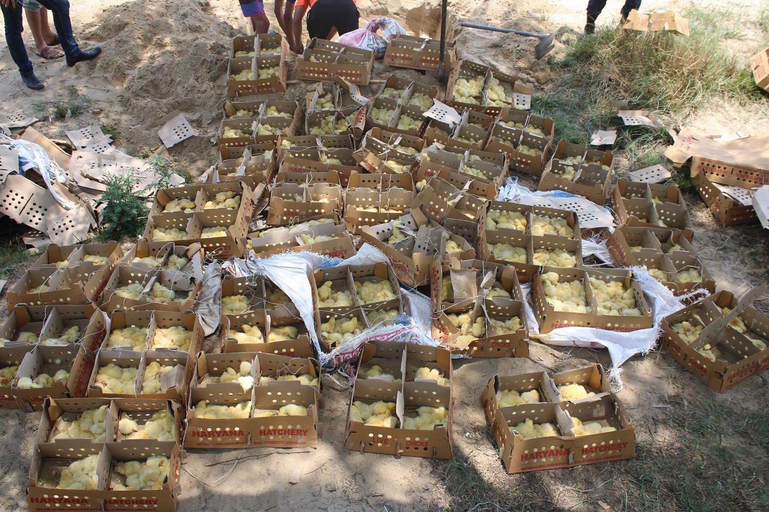 अबैध कुखुराको चल्ला नियन्त्रण