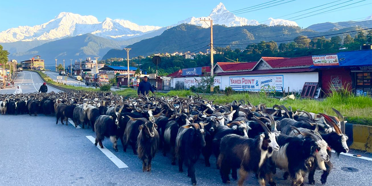 दशैंमा मासु र जनस्वास्थ्यको दृष्टिकोणबाट केही रोकथामका विचारहरू