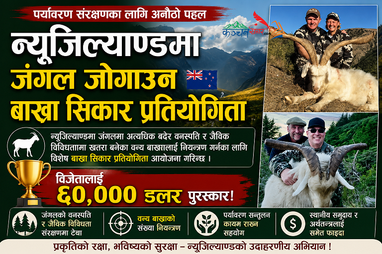 न्युजिल्याण्डमा जंगल जोगाउन बाख्रा सिकार प्रतियोगिता, विजेतालाई ६० हजार डलर पुस्कार