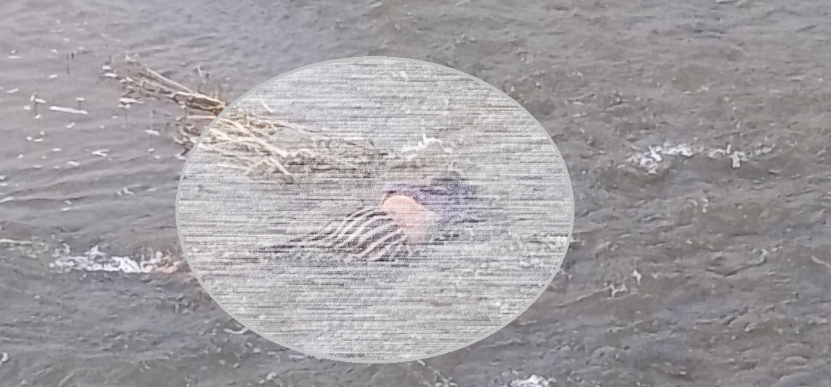 कञ्चनमा एक महिलाको बेवारिसे शब फेला