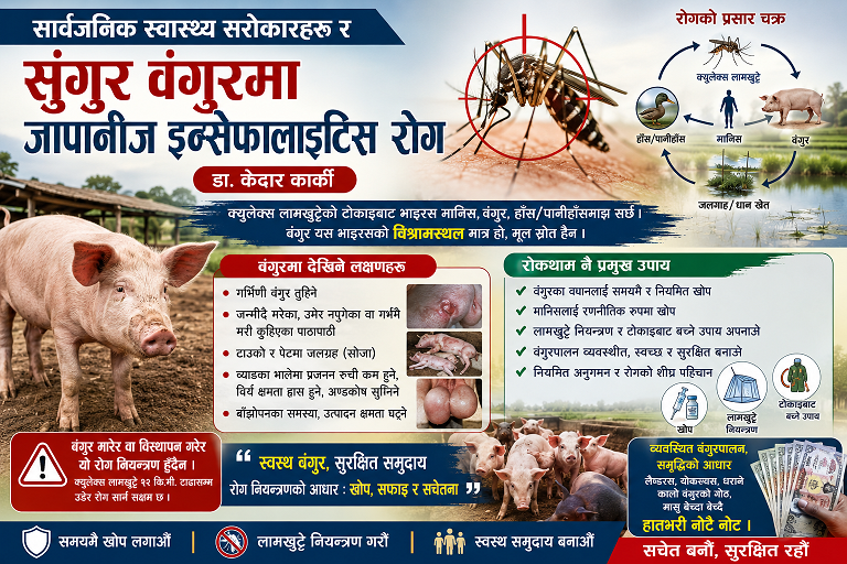 सार्वजनिक स्वास्थ्य सरोकारहरू र सुंगुर वंगुरमा जापानीज इन्सेफालाइटिस  रोग 