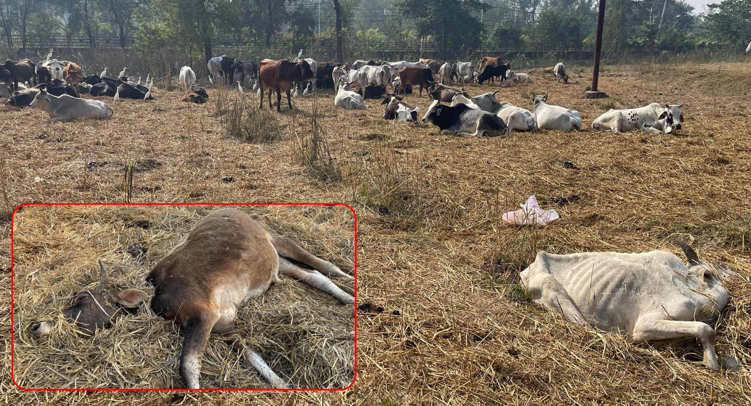 लुम्बिनीमा  व्यवस्थित गर्ने नाममा छाडा चौपायामाथि क्रूर यातना