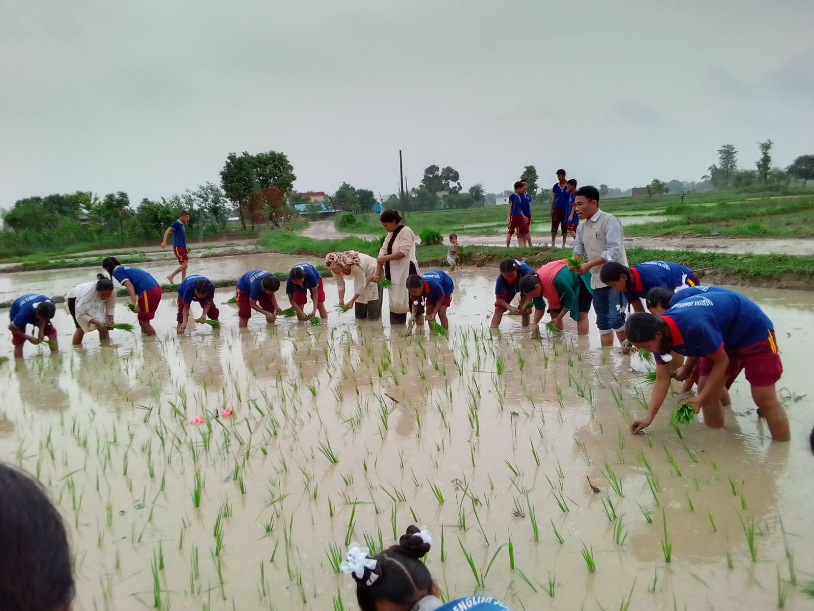 कञ्चनमा असार १५ अर्थात राष्ट्रिय धान दिवस मनाइयो