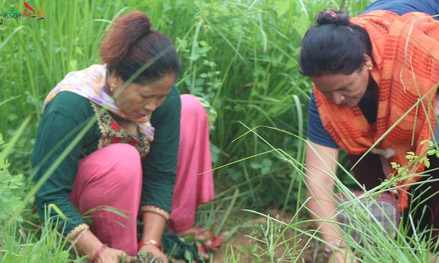 रुद्रपुर खानेपानी उपभोक्ता तथा सरसफाई संस्थाद्वाराबृक्षरोपण 